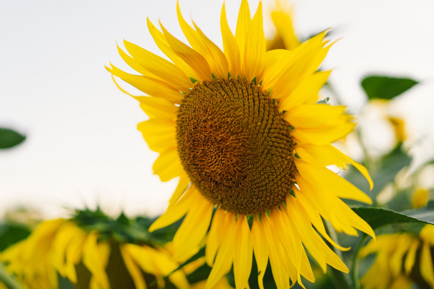 Girasol en primer plano.