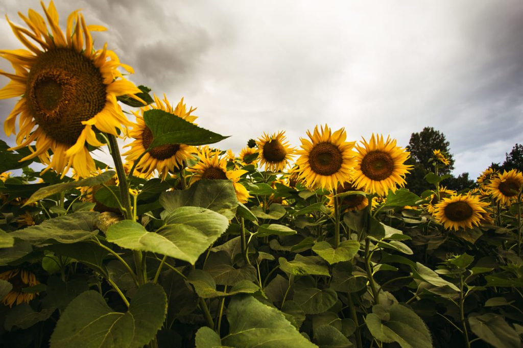 Campo de girasoles bajo un cielo nublado.